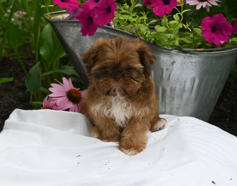 Shih-Tzu For Sale Millersburg OH Female-Chloe