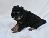 Cavapoo For Sale Dundee OH Male-Theo
