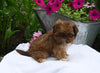 Shih-Tzu For Sale Millersburg OH Female-Chloe