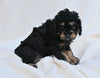 Cavapoo For Sale Dundee OH Male-Theo