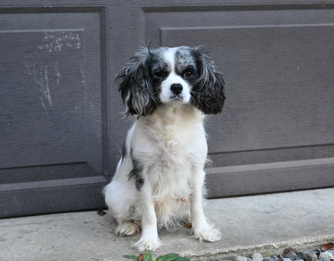 Cavapoo For Sale Dundee OH Female-Mitzy