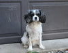 Cavapoo For Sale Dundee OH Female-Mitzy