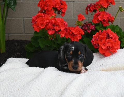 ACA Registered Dachshund For Sale Fredericksburg OH Male-Jasper