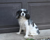 Cavapoo For Sale Dundee OH Female-Mitzy