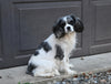 Cavapoo For Sale Dundee OH Female-Mitzy