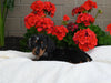 ACA Registered Dachshund For Sale Fredericksburg OH Male-Jasper