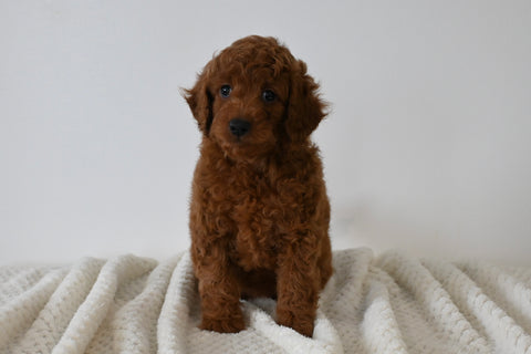 F1B Mini Goldendoodle For Sale Sugarcreek OH Female-Holly