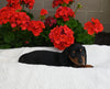 ACA Registered Dachshund For Sale Fredericksburg OH Male-Koda