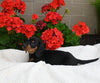 ACA Registered Dachshund For Sale Fredericksburg OH Male-Koda
