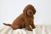 F1B Mini Goldendoodle For Sale Sugarcreek OH Female-Holly