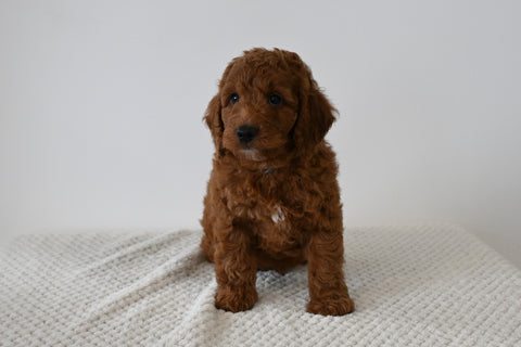 F1B Mini Goldendoodle For Sale Sugarcreek OH Male-Nick