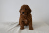 F1B Mini Goldendoodle For Sale Sugarcreek OH Male-Nick