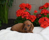 ACA Registered Dachshund For Sale Fredericksburg OH Male-Copper