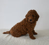 F1B Mini Goldendoodle For Sale Sugarcreek OH Male-Nick