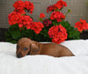 ACA Registered Dachshund For Sale Fredericksburg OH Male-Copper