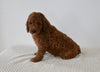 F1B Mini Goldendoodle For Sale Sugarcreek OH Male-Nick