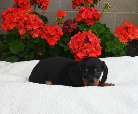 ACA Registered Dachshund For Sale Fredericksburg OH Male-Simba