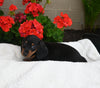 ACA Registered Dachshund For Sale Fredericksburg OH Male-Simba