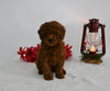 AKC Registered Mini Poodle For Sale Millersburg OH Male-Rusty