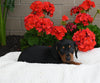 ACA Registered Dachshund For Sale Fredericksburg OH Female-Poppy