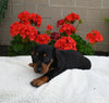 ACA Registered Dachshund For Sale Fredericksburg OH Female-Poppy