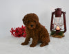 AKC Registered Mini Poodle For Sale Millersburg OH Male-Rusty