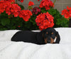ACA Registered Dachshund For Sale Fredericksburg OH Male-Max