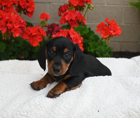 ACA Registered Dachshund For Sale Fredericksburg OH Male-Max