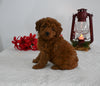 AKC Registered Mini Poodle For Sale Millersburg OH Female-Sylvia