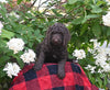 AKC Registered Standard Poodle For Sale Millersburg OH Female-Maddie