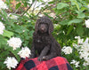 AKC Registered Standard Poodle For Sale Millersburg OH Female-Maddie