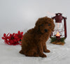 AKC Registered Mini Poodle For Sale Millersburg OH Male-Max