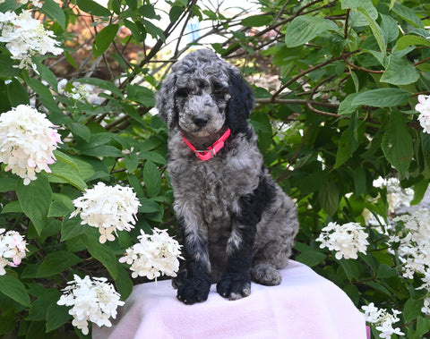 AKC Registered Standard Poodle For Sale Millersburg OH Female-Magnolia