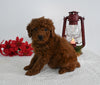 AKC Registered Mini Poodle For Sale Millersburg OH Male-Max