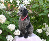 AKC Registered Standard Poodle For Sale Millersburg OH Female-Magnolia