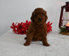 AKC Registered Mini Poodle For Sale Millersburg OH Female-Heidi