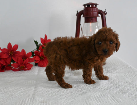 AKC Registered Mini Poodle For Sale Millersburg OH Female-Heidi