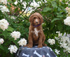 AKC Registered Standard Poodle For Sale Millersburg OH Female-Marsha