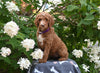 AKC Registered Standard Poodle For Sale Millersburg OH Female-Marsha