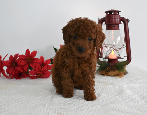 AKC Registered Mini Poodle For Sale Millersburg OH Female-Dixie