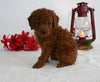 AKC Registered Mini Poodle For Sale Millersburg OH Female-Dixie