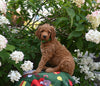 AKC Registered Standard Poodle For Sale Millersburg OH Male-Max