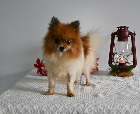 ACA Registered Pomeranian For Sale Millersburg OH Female-Tiny