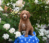 AKC Registered Standard Poodle For Sale Millersburg OH Male-Milo