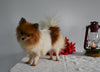 ACA Registered Pomeranian For Sale Millersburg OH Female-Tiny