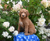 AKC Registered Standard Poodle For Sale Millersburg OH Male-Milo