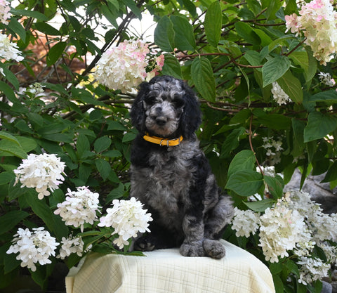 AKC Registered Standard Poodle For Sale Millersburg OH Male-Mitch