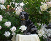 AKC Registered Standard Poodle For Sale Millersburg OH Male-Mitch