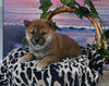 AKC Registered Shiba Inu For Sale Dundee OH Male-Milkyway