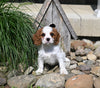 AKC Registered Cavalier For Sale Millersburg OH Female-Floppsy